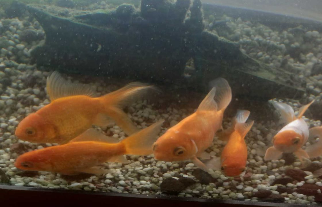 goldfish paxoi greece
